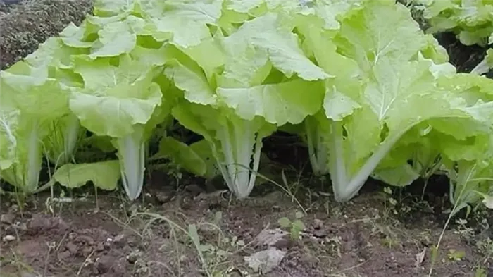 Как вырастить китайскую капусту в открытом грунте или дома