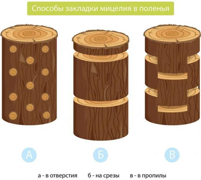 Как разместить мицелий на стволе дерева