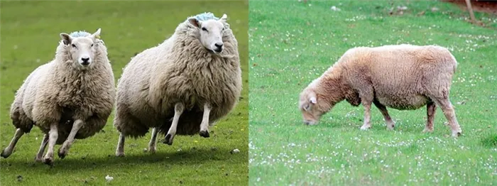 Беспокойное поведение овец