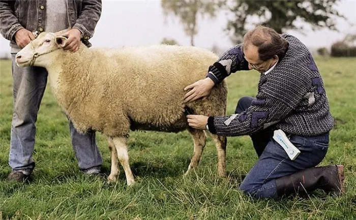 Определить, когда овца беременна