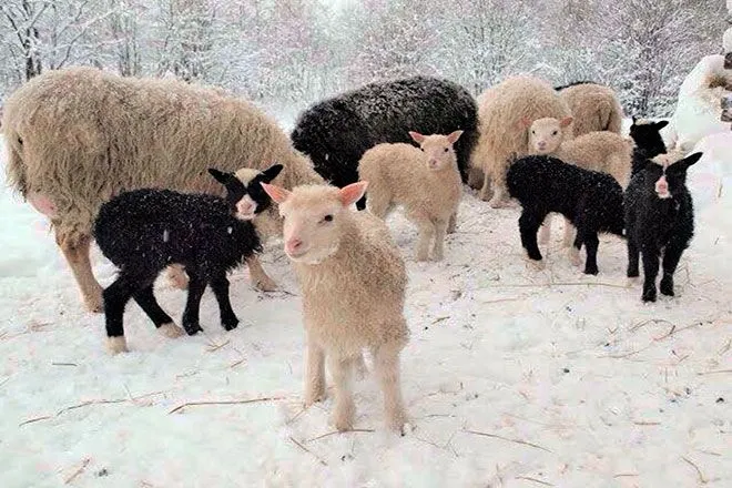 Овцы и ягнята зимой
