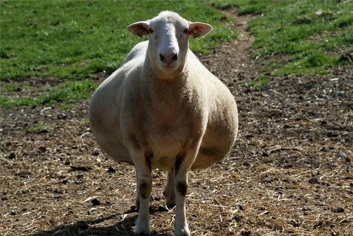 Беременная овца