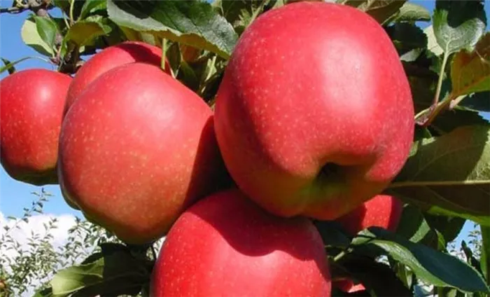 Гала-концерт красных яблок
