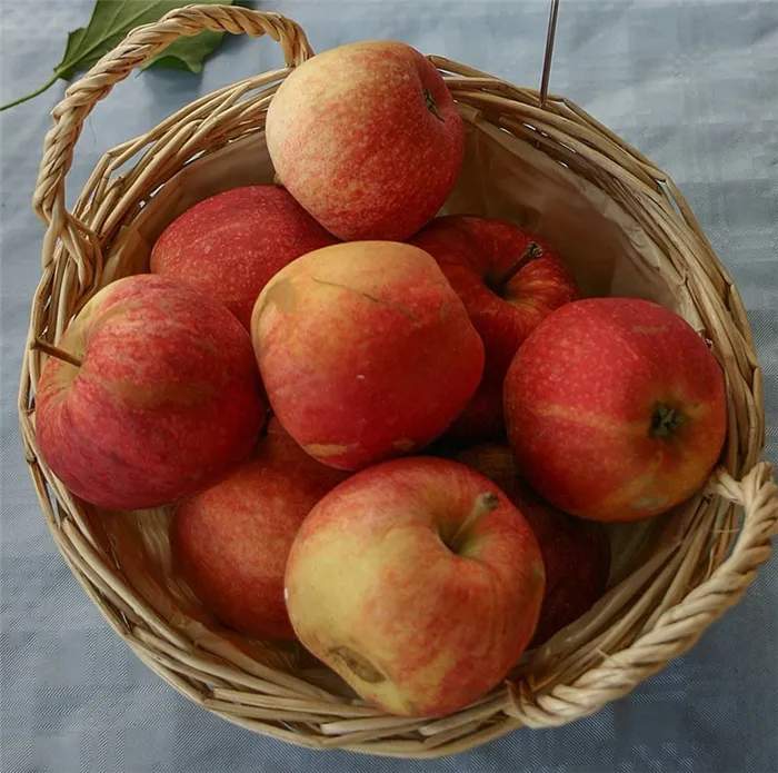 Преимущества и недостатки яблони сорта Гала