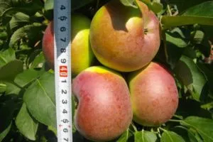 Описание и характеристики яблони Арбуттс в форме колокольчика и особенности выращивания и ухода.