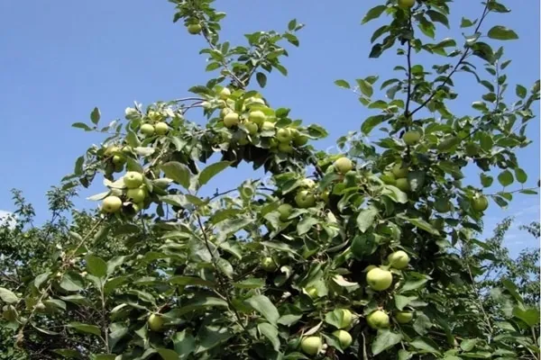 Белые яблони в огородах