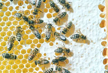 Bienen auf honigwabe.jpg