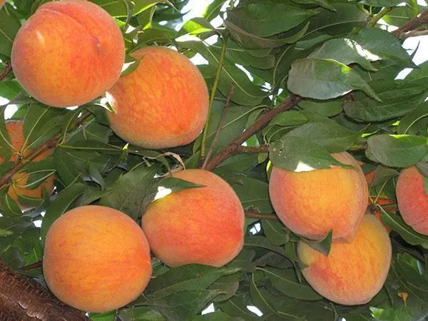 Южные фрукты - персики