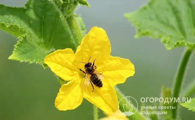 Холодное время года влияет на качество пыльцы, а также на листву. Это важно для пчелоопыляемых сортов.