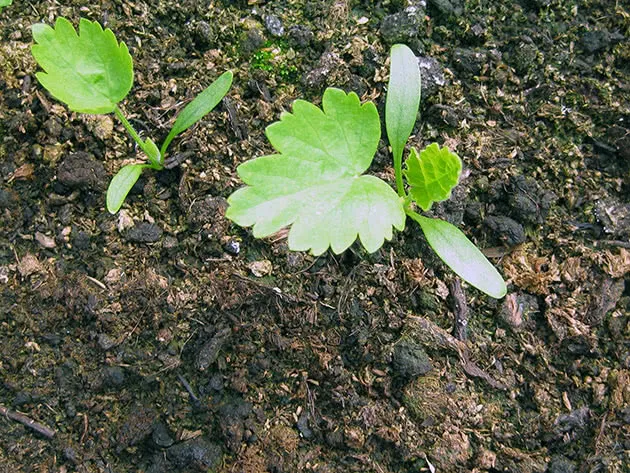 Выращивание семенного пастернака