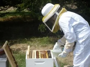 Подкормка пчел сахарным сиропом
