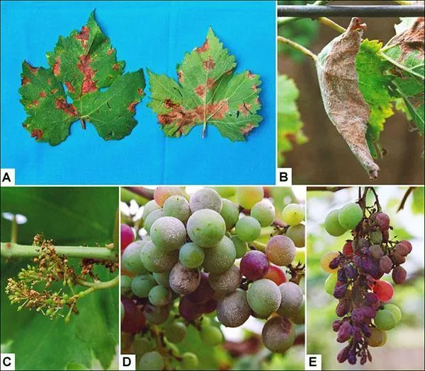 Плесень поражает все части виноградной лозы