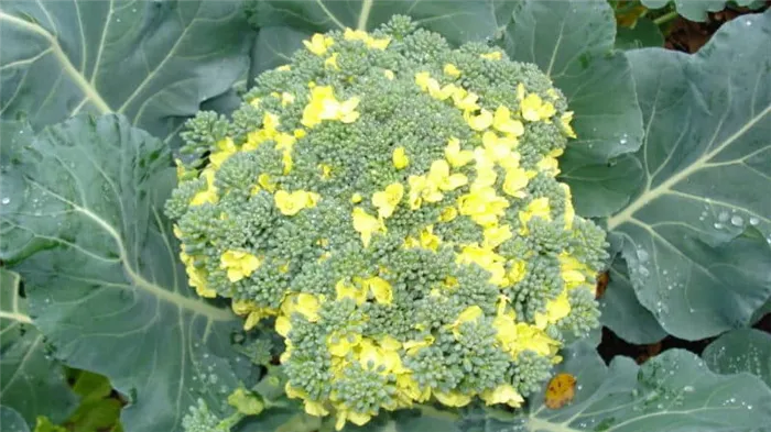 Что делать, если брокколи цветет, и как правильно выращивать брокколи, чтобы этого избежать
