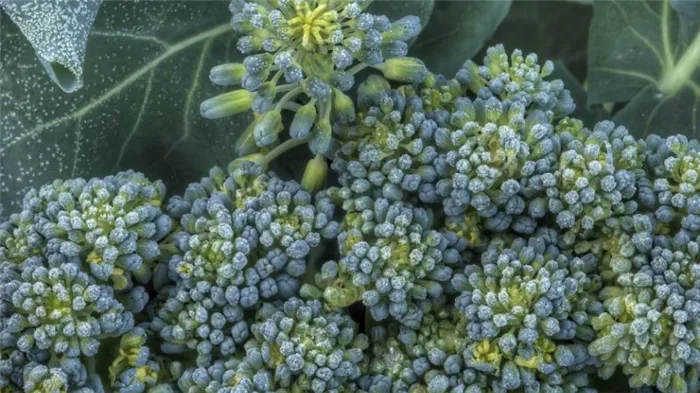 Что делать, если брокколи цветет, и как правильно выращивать брокколи, чтобы этого избежать