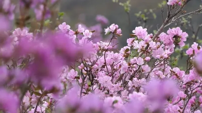 Цветы Малал в Алтае