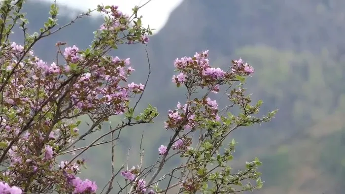 Цветы Малал в Алтае