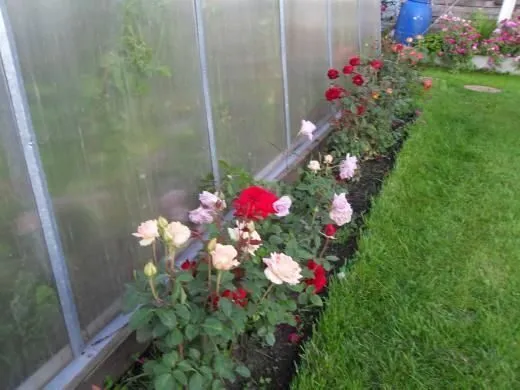 Создание сада с розами для собственного участка