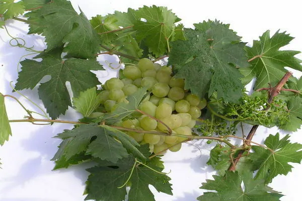 Описание сорта виноградника Алешенькин виноградник