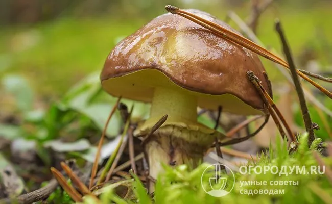 Молодые маслята слизисты при любых погодных условиях, но у более зрелых грибов количество слизи зависит от влажности. Утренняя роса.
