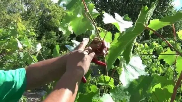 Погоня за виноградом