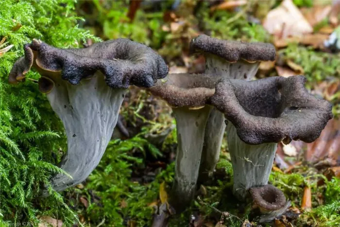 Описание грибов лисичек: как они выглядят, какого цвета бывают и где растут
