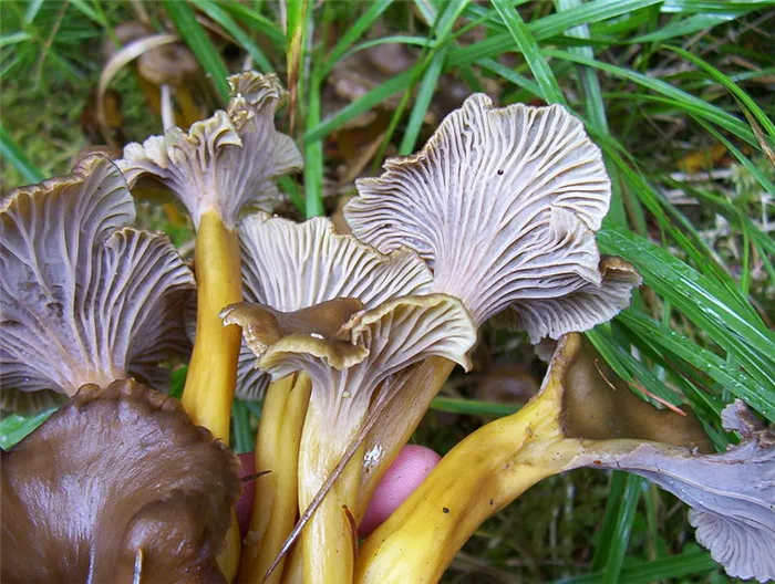 Описание грибов лисичек: как они выглядят, какого цвета бывают и где растут