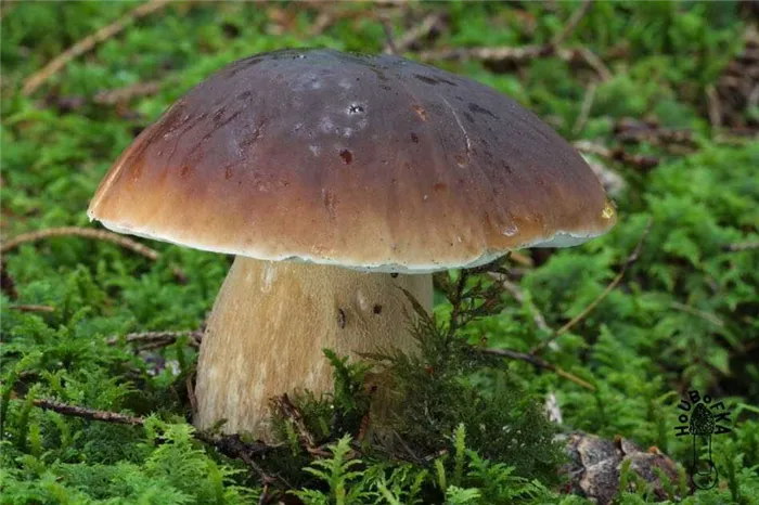 Съедобные грибы Республики Алтай и Алтайского края
