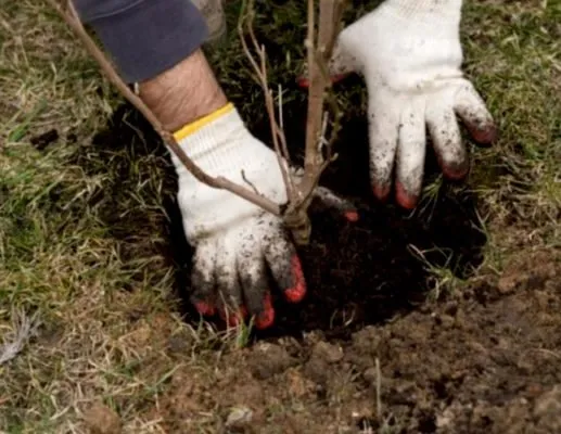 Мужская рука сажает дерево