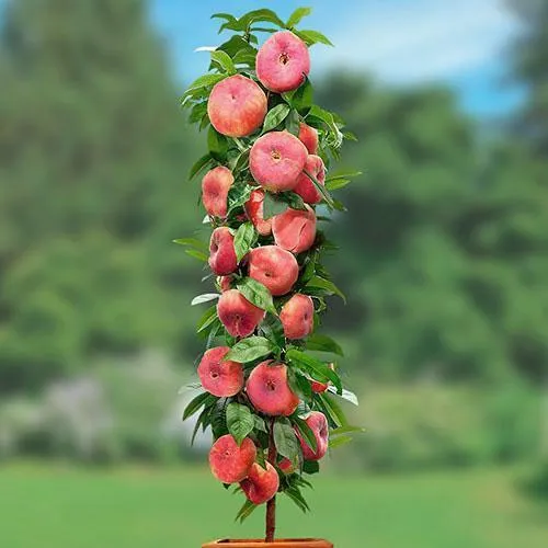 Персик в форме колокольчика