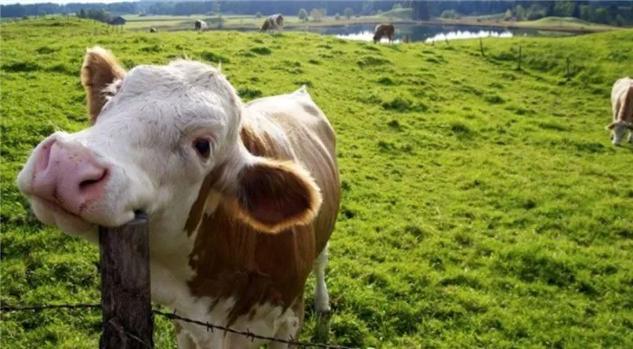 Здоровые коровы
