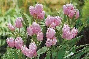 Посадка и уход за кустовыми тюльпанами, особенности различных типов агротехники