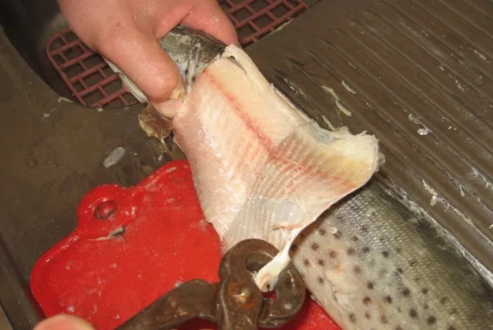 Таким образом, вы сможете очистить рыбу, как носок/Фото: kaifolog.ru