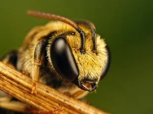 Здоровые пчелы для успеха