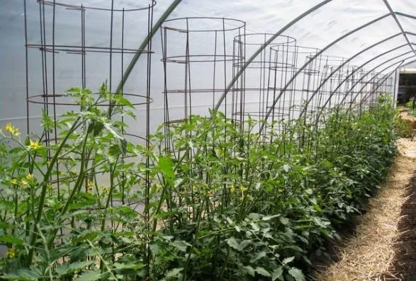 Каркасное выращивание томатов - проволочный каркас