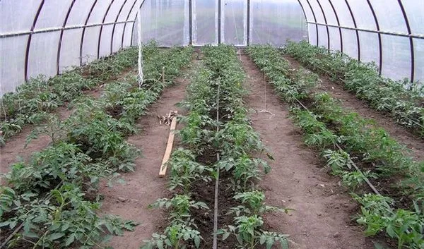 Капельное орошение томатов в теплице