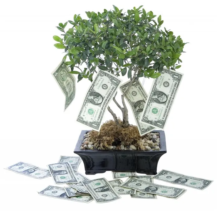 Денежное дерево привлекает деньги
