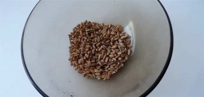 В идеале, сначала попробуйте небольшое количество пшеницы.