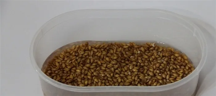 Перед проращиванием пшеницы в домашних условиях для получения самогона, пшеницу необходимо замочить и промыть.