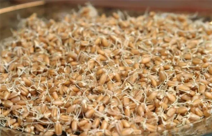 Теперь вы знаете, как прорастить пшеницу для самогона в домашних условиях.