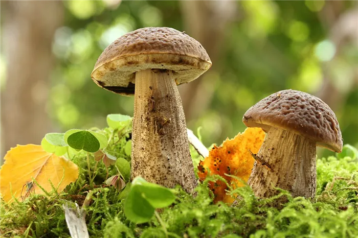 Кустовые грибы правильным и вкусным способом