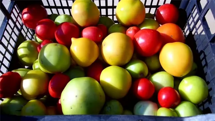 Как хранить помидоры до покраснения: ускорить созревание и дольше сохранить их свежими