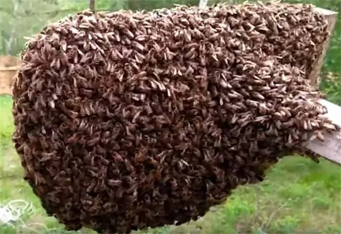Медоносные пчелы, которые делают