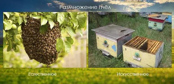Размножение семьи медоносных пчел: искусственное и физическое