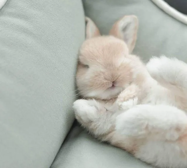 Кролик спит