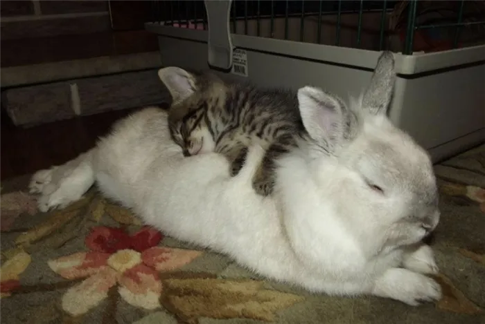 Кролики спят с кошками