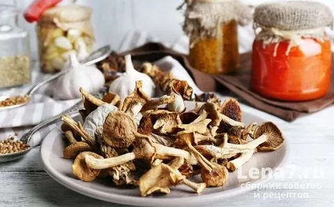 Дренаж лесных грибов - хороший способ сбора грибов