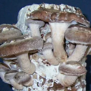Раннее культивирование грибов шиитаке