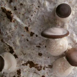 Блок грибов шиитаке