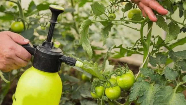 Как бороться с пестицидами в тепличных томатах
