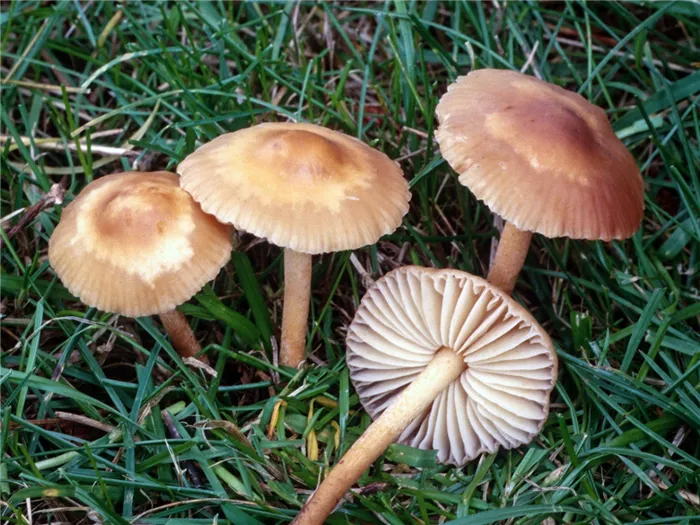 Поляны опийных грибов